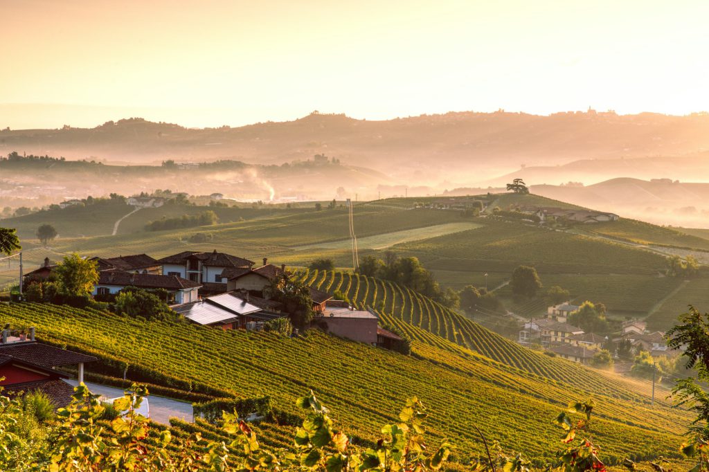 Filari al mattino sulle colline del Lazio.