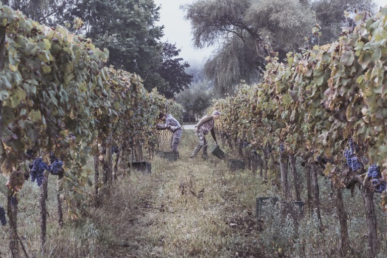 Filari della vigna de L’avventura a Piglio durante la vendemmia, con grappoli e lavoro tra le viti.