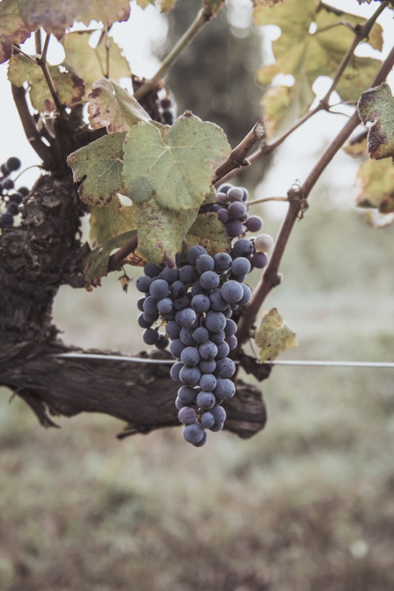 Grappolo di uva Pinot Nero maturo sulla vite nella collina di Piglio.